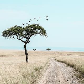 bird, flying, grassland, pathway, brown, grass field, tree, field, grass, track, stones, plant, sky, land, nature, landscape, tranquility, scenics - nature, tranquil scene, environment, beauty in nature, day, animal themes, clear sky, animal, no people, the way forward, growth, outdoors, 2K, CC0, public domain, royalty free