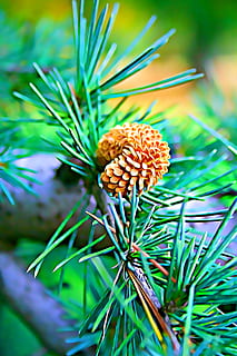 digital, gráficos, cono, verde, rama, estado animico, colores, naturaleza, fenyőág, planta, crecimiento, belleza en la naturaleza, color verde, de cerca, día, Pino, flor, enfoque selectivo, cono de pino, árbol, centrarse en primer plano, frescura, nadie, planta floreciendo, fragilidad, árbol conífero, vulnerabilidad, pinácea, cabeza de flor, al aire libre, aguja - parte de la planta, 4K, CC0, dominio público, libre de derechos