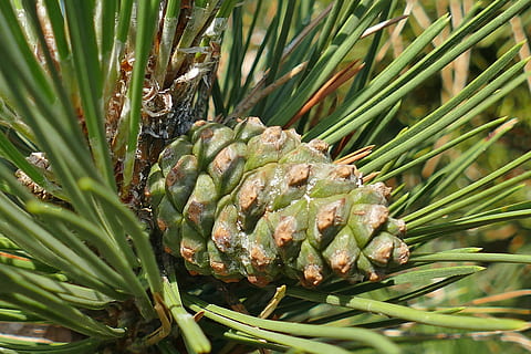 hanen, grøn, makro, fyrretræ, grene, natur, sommer, ung, grøn farve, plante, vækst, skønhed i naturen, tæt på, mad, friskhed, sund kost, ingen mennesker, mad og drikke, nåletræ, grankogle, ananas, dag, fokus på forgrunden, Pinaceae, blad, træ, udendørs, nål - plante del, eviggrønne træ, 5K, CC0, offentligt domæne, royaltyfrie