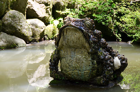 Kröte, friedlich, Teich, Frosch, Wasser, still, Garten, Statue, Natur, Rock, solide, Tag, keine Leute, Rock - Objekt, Pflanze, Baum, Tierwelt, Tierthemen, Tier, Nahansicht, draußen, Tiere in freier Wildbahn, Land, Sonnenlicht, Schönheit in der Natur, Skulptur, fließendes Wasser, 4K, CC0, gemeinfrei, lizenzfrei
