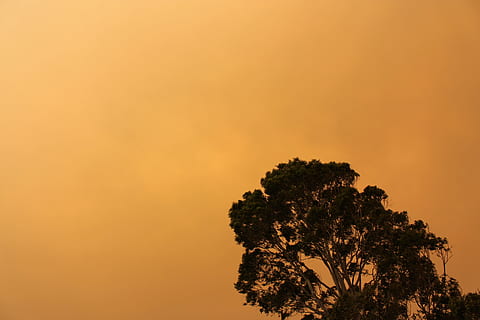 arbres, taronja, cel, branques, fulles, taronja, cel, silueta, flora, tarda, alba, vespre, al matí, posta de sol, sortida del sol, crepuscle, brillant, colorit, escènic, paisatge, arbre, naturalesa, arbre únic, bellesa a la natura, pi, planta, escenics - natura, tranquil·litat, cap gent, escena tranquil·la, creixement, vista d’angle baix, color taronja, medi ambient, a l'aire lliure, còpia espai, idíl·lic, escena no urbana, terra, arbre d’arbre, 5K, CC0, domini públic, lliure de regalies