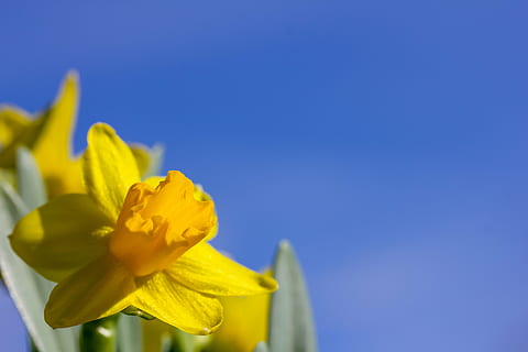 lliris de pasqua, Pasqua, cel blau, primavera, flor, naturalesa, groc, planta, blau, estiu, pètal, planta amb flors, bellesa a la natura, frescor, vulnerabilitat, fragilitat, primer pla, cap de flor, inflorescència, cap gent, cel, còpia espai, cel clar, creixement, a l'aire lliure, puresa, 5K, CC0, domini públic, lliure de regalies