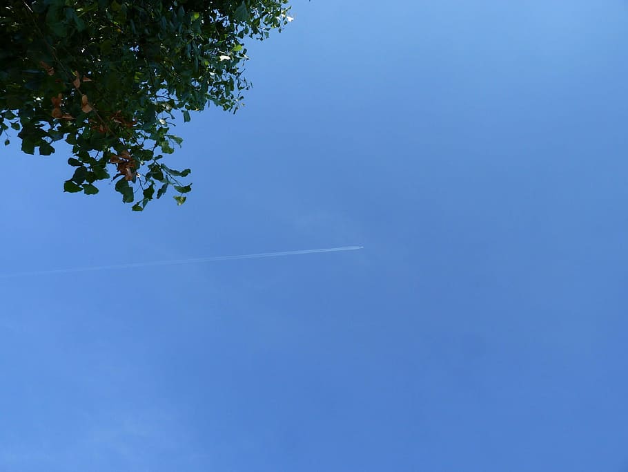 Flugzeug, fliegen, Wolken, Himmel, Wetter, Sommer-, Fernweh, Blume, Kondensstreifen, Flachwinkelansicht, Blau, Natur, Pflanze, wolke - himmel, Tag, keine Leute, Schönheit in der Natur, Luftfahrzeug, Baum, Transport, kopieren sie platz, Transportmittel, draußen, fliegend, Ast, Ebene, 1080P