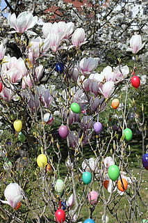 Pasqua, ous de Pasqua, magnòlia, bosc de Pasqua, flor, florir, planta, dia, cap gent, naturalesa, creixement, ou, vulnerabilitat, frescor, bellesa a la natura, primer pla, menjar, fragilitat, arbre, planta amb flors, menjar i beguda, a l'aire lliure, ou de Pasqua, primavera, 4K, CC0, domini públic, lliure de regalies