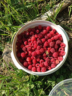 malina, dzikie maliny, jagoda, czerwony, owoc, żniwa, dojrzały, jedzenie, owoce jagodowe, Natura, świeżość, lato, organiczny, jedzenie i picie, zdrowe odżywianie, dobre samopoczucie, wysoki kąt widzenia, miska, dzień, roślina, obfitość, Bezpośrednio powyżej, duża grupa obiektów, wylądować, żadnych ludzi, pole, przeciwutleniacz, 2K, CC0, domena publiczna, darmowe zdjęcia