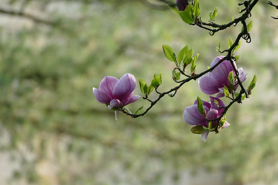 selectiu, focalitzar la fotografia, porpra, flors de pètals, amor, primavera, arbre, venint, flor, creixement, naturalesa, planta, primer pla, cap gent, centrar-se en primer pla, a l'aire lliure, bellesa a la natura, fragilitat, planta amb flors, vulnerabilitat, frescor, pètal, inflorescència, cap de flor, dia, botànica, color rosa, 5K