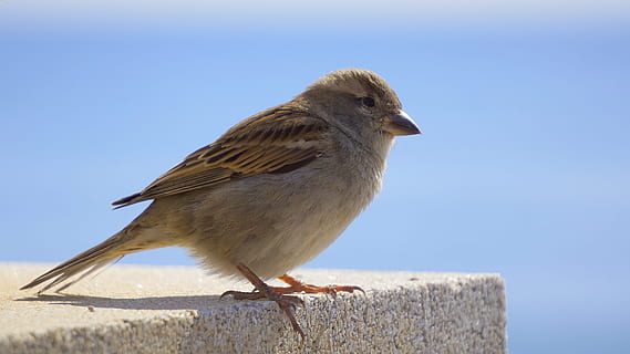 pták, Vrabec, ave, vrchol, zastavil, Ptáček, Příroda, fauna, zvíře, jednoho zvířete, zvířat, zvířata ve volné přírodě, nikdo, obratlovců, den, prohlížení, detail, zaměřit se na popředí, venku, modrý, boční pohled, čisté nebe, slunný, zobrazení profilu, rozjímání, 4K, CC0, veřejná doména, bez autorských práv