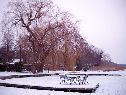inverno, idilliaco, la neve, albero, freddo, nevoso, bianca, magia invernale, romantico, temperatura fredda, albero nudo, pianta, natura, bellezza nella natura, Colore bianco, parco, cielo, copertura, nessuno, ramo, parco - spazio creato dall'uomo, posto a sedere, giorno, campo, panchina, panchina del parco, all'aperto, nevicando, montagna innevata, 2K, CC0, dominio pubblico, privo di copyright