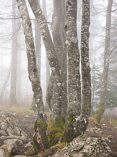 foresta, tronchi d'albero, libro, nebbioso, alberi, ossessionante, mistico, legno di faggio, libro del tempo, creux du van, Giura svizzera, Noiraigue, albero, tronco d'albero, natura, nessuno, bosco, terra, tronco, pianta, bellezza nella natura, ambiente, scenics - natura, scena tranquilla, scena non urbana, giorno, la tranquillità, temperatura fredda, nebbia, crescita, all'aperto, Pino, bosco di pini, foresta pluviale, cambiando forma, 4K, CC0, dominio pubblico, privo di copyright