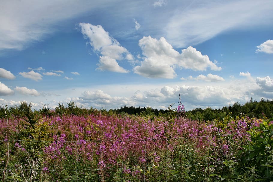 Sommerlandschaft, Wald, Himmel, Wolken, heideröschen, wilde Pflanzen, Idylle, Natur, Landschaft, bunt, Bayern, Blume, blühende Pflanze, Schönheit in der Natur, Pflanze, wolke - himmel, Feld, Land, ruhige Szene, Wachstum, Frische, Umgebung, Lavendel, Ruhe, Tag, Verletzlichkeit, lila, keine Leute, draußen, Frühling, Blumenbeet, 4K