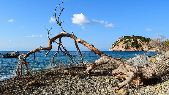 platja, salvatge, arbre caigut, buit, naturalesa, al matí, paisatge, estiu, Velanio, skopelos, Grècia, aigua, mar, cel, terra, tranquil·litat, escenics - natura, arbre, bellesa a la natura, escena tranquil·la, dia, cap gent, sòlid, núvol - cel, rock, fusta flotant, rock - object, blau, horitzó sobre l’aigua, a l'aire lliure, planta morta, 5K, CC0, domini públic, lliure de regalies