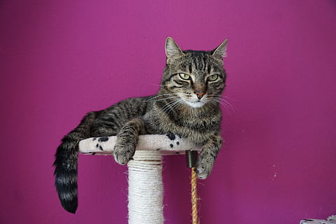Katze, Tiger, adidas, Haustier, Tier, mieze, Kratzbaum, Hauskatze, pinke Farbe, farbiger Hintergrund, Haustiere, ein Tier, inländisch, Säugetier, katzenartig, Kamera betrachten, Porträt, keine Leute, drinnen, Whisker, Wirbeltier, Entspannung, tabby, lila, Tierauge, 5K, CC0, gemeinfrei, lizenzfrei
