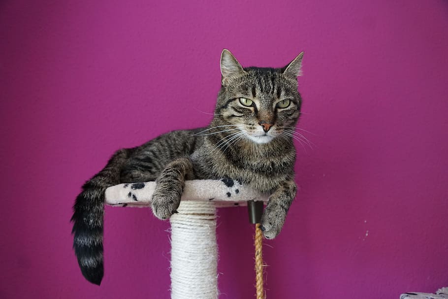 Katze, Tiger, adidas, Haustier, Tier, mieze, Kratzbaum, Hauskatze, pinke Farbe, farbiger Hintergrund, Haustiere, ein Tier, inländisch, Säugetier, katzenartig, Kamera betrachten, Porträt, keine Leute, drinnen, Whisker, Wirbeltier, Entspannung, tabby, lila, Tierauge, 5K
