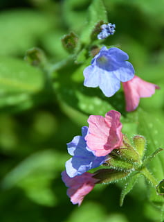 pulmonaria, flor, flors, macro, colorit, naturalesa, primavera, planta, color, primer pla, plantes, jardí, planta de jardí, jardineria, planta amb flors, vulnerabilitat, frescor, fragilitat, bellesa a la natura, creixement, pètal, inflorescència, cap de flor, cap gent, dia, porpra, enfocament selectiu, color verd, centrar-se en primer pla, blau, a l'aire lliure, enfocament suau, 4K, CC0, domini públic, lliure de regalies