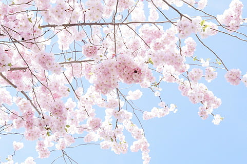 sakura rosa, rosado, sakura, árbol, árbol de flores, floración, primavera, flor de cerezo, flor, cereza ornamental, Blütenmeer, las flores, desbordante, lozano, dulce, romance, cerezos japoneses, cereza japonesa, belleza, cerezo con flores japonesas, herrlich, romántico, maravilloso, ramas de flor, cielo, azul, Cerezo, color rosa, planta floreciendo, fragilidad, planta, vista de ángulo bajo, rama, frescura, vulnerabilidad, belleza en la naturaleza, crecimiento, naturaleza, día, nadie, al aire libre, cabeza de flor, flor del ciruelo, racimo de flores, 5K, CC0, dominio público, libre de derechos