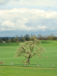 árvore, nuvens, relatado, céu, panorama, natureza, floresta, agricultura, plantar, nuvem - céu, meio Ambiente, grama, campo, terra, scenics - natureza, beleza na natureza, cena tranquila, dia, tranquilidade, cor verde, ninguém, crescimento, cena não urbana, ao ar livre, 2K, CC0, domínio público, royalty free