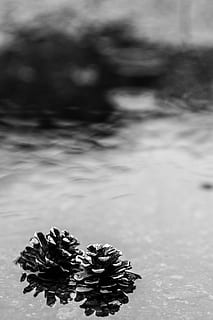 pinecone, pļava, lietus, raksturs, ūdens, nav cilvēku, dienā, koncentrēties uz jaunajām zināšanām, ārā, jūra, skaistums dabā, tuvplāns, zeme, selektīvu fokusu, miers, augu, priežu konuss, pludmale, krastmala, modeli, augsts leņķa skats, dabisks modelis, jūras, 5K, CC0, publiskais domēns, bez atlīdzības