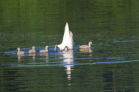 svaner, kyllinger, vand, dykning, farvande, fouragering, svane, hvid, nuttet, unge dyr, ung, familie, vand fugl, natur, vandfugle, sø, dyr verden, svane ung, fluffy, svømme, sommer, schwimmvogel, dyreliv fotografering, ökosee, Dillingen, svanefamilie, dyr i naturen, dyre temaer, fugl, dyreliv, gruppe af dyr, hvirveldyr, dyr, havnefronten, svømning, ungt dyr, ingen mennesker, dag, ung fugl, dyre familie, skønhed i naturen, cygnet, gosling, flok af fugle, 5K, CC0, offentligt domæne, royaltyfrie
