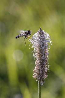Insekt, Makro, schließen, Natur, Flügel, Makrofotografie, Blume, Wiese, Käfer, Grün, Insektenfoto, unbekanntes Insekt, blühende Pflanze, Tierthemen, Tier, ein Tier, Tiere in freier Wildbahn, wirbellos, Pflanze, Tierwelt, Wachstum, Schönheit in der Natur, Biene, Zerbrechlichkeit, Nahansicht, Fokus auf den Vordergrund, Blütenkopf, Verletzlichkeit, Frische, Tag, Bestäubung, keine Leute, draußen, schwebend, lila, 2K, CC0, gemeinfrei, lizenzfrei