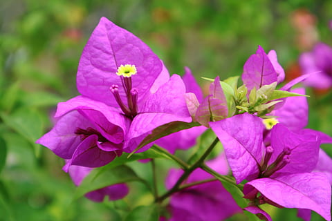 bunga, flor, rosa, verd, naturalesa, planta amb flors, pètal, planta, vulnerabilitat, fragilitat, bellesa a la natura, frescor, inflorescència, primer pla, cap de flor, color rosa, creixement, centrar-se en primer pla, porpra, cap gent, dia, pol·len, full, a l'aire lliure, suavitat, 5K, CC0, domini públic, lliure de regalies