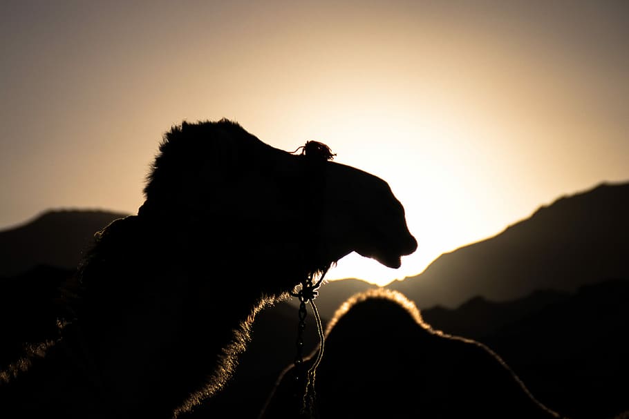 západ slunce vibrace, poušť, fotografování s posunem objektivu, velbloud, západ slunce, silueta, Egypt, zvířat, savec, jednoho zvířete, zvíře, hora, nebe, boční pohled, nikdo, zvířata ve volné přírodě, Kočkovitý, krása v přírodě, Příroda, kočka, pohoří, zobrazení profilu, zaměřit se na popředí, obratlovců, venku, horský vrchol, 5K