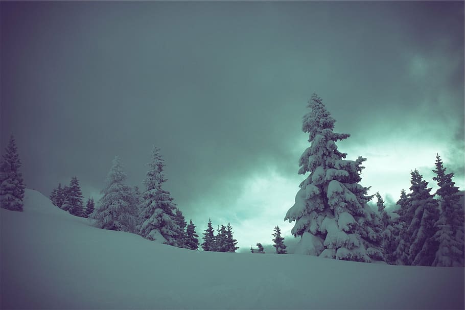 arbres, recobert, neu, durant el dia, pi, hivern, fosc, ennuvolat, arbre, bosc, paisatge, naturalesa, temperatura de fred, cap gent, planta, bellesa a la natura, medi ambient, cel, terra, escena tranquil·la, tranquil·litat, escenics - natura, escena no urbana, núvol - cel, arbre de coníferes, arbre de fulla perenne, bosc de pi, 1080P