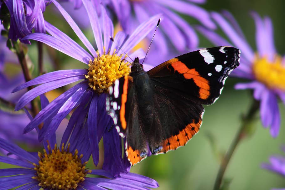 sommerfugl, aster, blomst, natur, insekt, blomstrende plante, sommerfugl - insekt, hvirvelløse, skønhed i naturen, dyre temaer, dyreliv, dyr, dyrefløj, et dyr, skrøbelighed, plante, sårbarhed, dyr i naturen, kronblad, tæt på, lilla, friskhed, blomsterhoved, bestøvning, ingen mennesker, udendørs, pollen, 5K