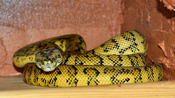 serpente, in bundle, pitone, giallo nero, rettile, animale, boa, non tossico, creatura, terrario, temi animali, fauna selvatica, animali allo stato selvatico, nessuno, avvicinamento, vertebrato, un animale, giallo, segnale di pericolo, parte del corpo animale, cartello, comunicazione, arricciato, legno - materiale, natura, velenoso, scala animale, testa di animale, 2K, CC0, dominio pubblico, privo di copyright
