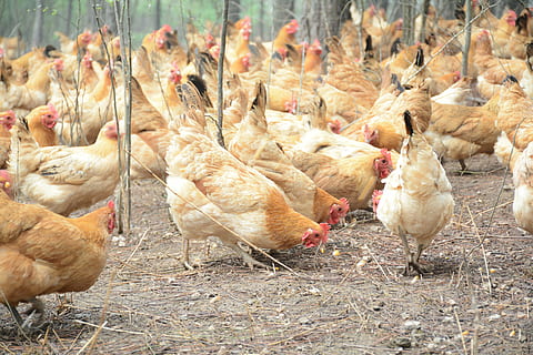pollo, calza forestale, uccello, temi animali, animale, animali domestici, bestiame, pollo - uccello, vertebrato, gruppo di animali, domestico, mammifero, grande gruppo di animali, agricoltura, animali allo stato selvatico, fauna selvatica, gallina, natura, azienda agricola, nessuno, Stormo di uccelli, tacchino - uccello, 5K, CC0, dominio pubblico, privo di copyright
