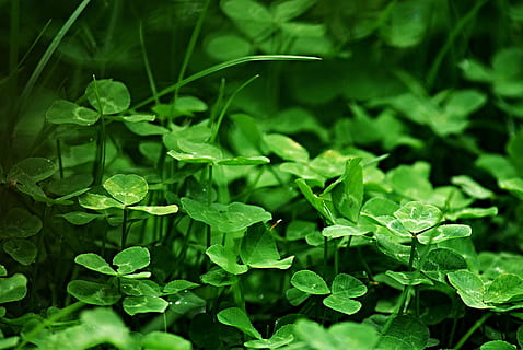 selektiv, fokus fotografie, Grün, Kleepflanzen, Klee, Gras, Makro, Rasen, Grashalm, grüne Farbe, Pflanzenteil, Blatt, Wachstum, Pflanze, Natur, Schönheit in der Natur, Nahansicht, Frische, Tag, Land, draußen, üppiges Laub, Laub, keine Leute, Wasser, nass, fallen, Feld, Regen, Tau, Regentropfen, 4K, CC0, gemeinfrei, lizenzfrei