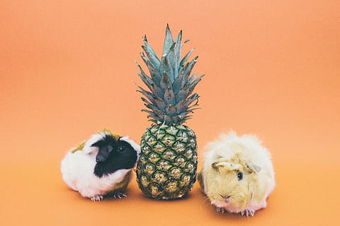 piña, dos, conejillos de indias, postre, aperitivo, Fruta, jugo, cultivo, Conejo, fondo de color, foto de estudio, nadie, alimentación saludable, de cerca, comida, adentro, frescura, día, temas de animales, animal, un animal, mamífero, mascotas, nacional, animales domesticos, juguete, linda, fruta tropical, vertebrado, animal joven, retrato, planta suculenta, celebracion, fondo naranja, 5K, CC0, dominio público, libre de derechos