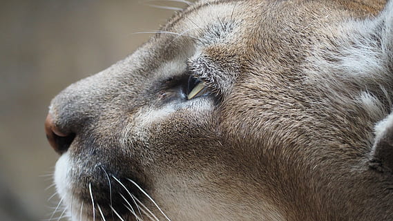 overfladisk, fokus fotografering, Brun, tiger, bjergløve, kat, bjerg, løve, feline, Puma, dyr, dyreliv, rovdyr, kødædende, pattedyr, natur, vild, stor, pels, væsen, Zoo, farligt, jæger, leder, magtfulde, vild kat, øjne, lodne, ansigt, tæt på, et dyr, dyre temaer, dyr kropsdel, dyr hoved, hvirveldyr, bakkenbart, ingen mennesker, husdyr, øje, dyr øje, dyr i naturen, kæledyr, indenlandske, fokus på forgrunden, profilvisning, dyre næse, snude, 4K, CC0, offentligt domæne, royaltyfrie