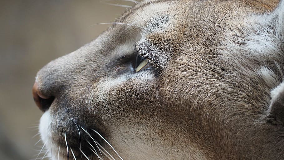 overfladisk, fokus fotografering, Brun, tiger, bjergløve, kat, bjerg, løve, feline, Puma, dyr, dyreliv, rovdyr, kødædende, pattedyr, natur, vild, stor, pels, væsen, Zoo, farligt, jæger, leder, magtfulde, vild kat, øjne, lodne, ansigt, tæt på, et dyr, dyre temaer, dyr kropsdel, dyr hoved, hvirveldyr, bakkenbart, ingen mennesker, husdyr, øje, dyr øje, dyr i naturen, kæledyr, indenlandske, fokus på forgrunden, profilvisning, dyre næse, snude, 4K