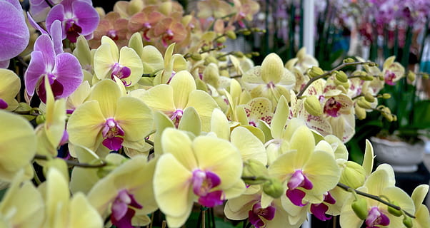 Flowers, Yellow, Nature, Summer, Floral, bright, day, colorful, flower, fragility, freshness, growth, beauty in nature, petal, flowering plant, plant, vulnerability, close-up, inflorescence, flower head, no people, botany, selective focus, abundance, purple, springtime, 4K, CC0, public domain, royalty free