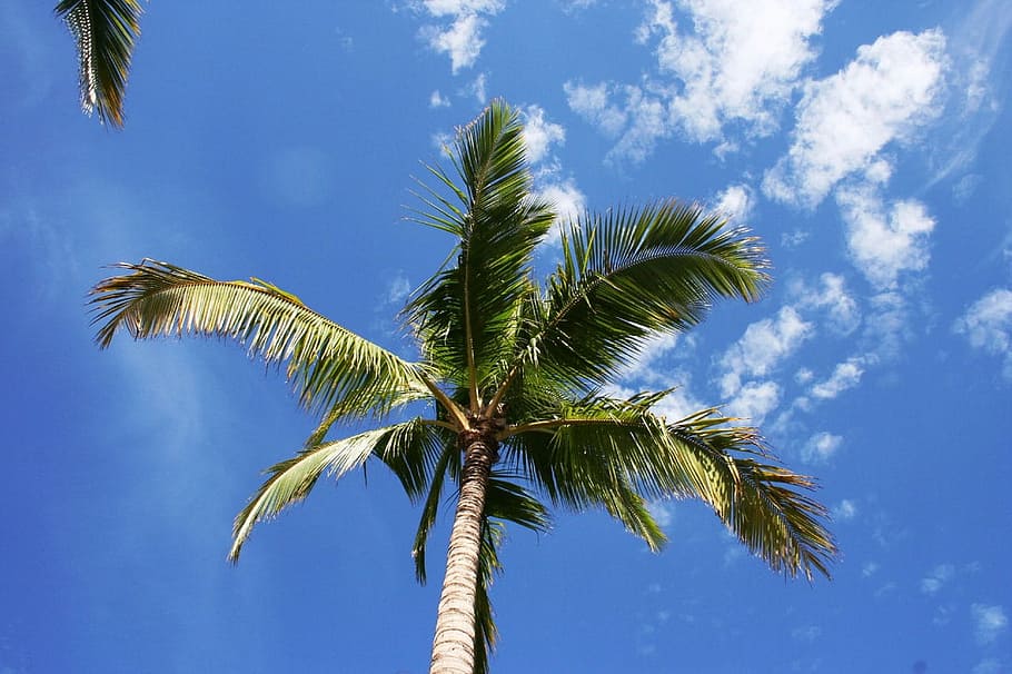 cielo blu, nuvole, Palma, maui, blu, cielo, albero, Hawaii, clima tropicale, Inquadratura dal basso, pianta, foglia, palma da cocco, natura, foglia di palma, bellezza nella natura, albero tropicale, crescita, nuvola - cielo, colore verde, nessuno, ambiente, la tranquillità, all'aperto, alto - alto, vento, direttamente sotto, 720P