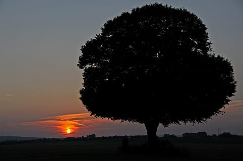 posta de sol, sol, arbre, abendstimmung, Sol ponent, romanç, cel, silueta, planta, naturalesa, camp, medi ambient, escenics - natura, bellesa a la natura, paisatge, terra, tranquil·litat, a l'aire lliure, color taronja, escena tranquil·la, arbre únic, creixement, cap gent, escena no urbana, 2K, CC0, domini públic, lliure de regalies