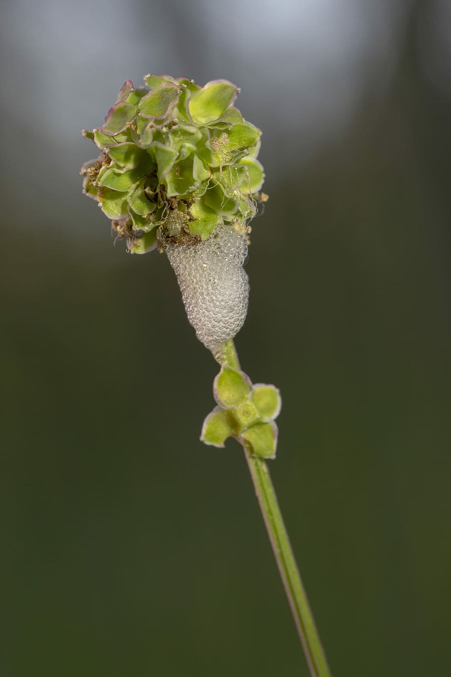 escuma de cigala, botó apuntat, burnet, planta, creixement, bellesa a la natura, flor, primer pla, frescor, planta amb flors, fragilitat, naturalesa, cap gent, part de la planta, full, vulnerabilitat, inicis, color verd, centrar-se en primer pla, tija de la planta, brot, dia, nova vida, cap de flor, a l'aire lliure, 5K