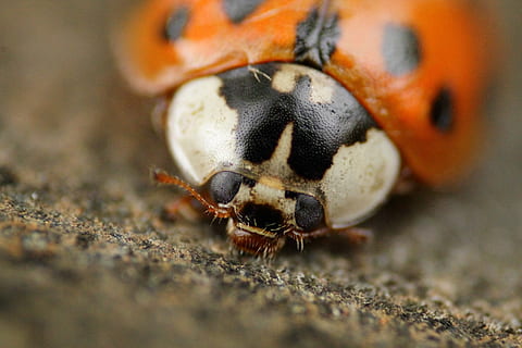 coccinella, scarafaggio, macro, insetto, natura, portafortuna, rosso, fortuna, punti, piccolo, animale, avvicinamento, temi animali, fauna selvatica, un animale, animali allo stato selvatico, invertebrato, nessuno, parte del corpo animale, messa a fuoco selettiva, vita marina, giorno, marino, all'aperto, mare, primo piano estremo, terra, testa di animale, occhio animale, 4K, CC0, dominio pubblico, privo di copyright