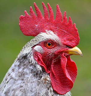 Nahansicht, Foto, grau, Hähnchen, Weiß, schwarzer Hahn, Kopf, Kamm, Auge, Rechnung, schließen, Geflügel, Tier, Vogel, gockel, Gefieder, Hahnenkamm, Vieh, Feder, rot, Tierfotografie, Zähne kämmen, Stolz, männlich, Porträt, Tierwelt, Schwänze, Tierporträt, Krähe, Beachtung, Gesicht, elegant, Bauernhof, Hühnchen - Vogel, Landwirtschaft, Hahn, Natur, ländliche Szene, Haustiere, draußen, Schnabel, ein Tier, Tierthemen, Wirbeltier, Fokus auf den Vordergrund, inländisch, männliches Tier, keine Leute, Säugetier, Tag, Tierkörperteil, Tierkopf, Tierauge, Tierhals, 1080P, CC0, gemeinfrei, lizenzfrei