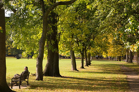bench, daylight, environment, grass, green, landscape, leaves, light, nature, outdoors, park, scenic, season, shadow, sun, sunlight, trees, woods, tree, park - Man Made Space, autumn, people, leaf, plant, sitting, seat, one person, leisure activity, green color, real people, beauty in nature, growth, adult, lifestyles, trunk, men, tree trunk, park bench, couple - relationship, 5K