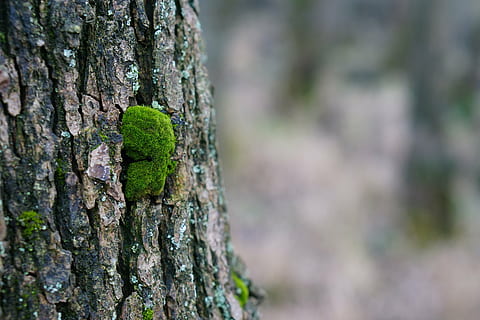 mose, tre, skog, natur, bark, begroing, Logg, grønn, struktur, stamme, tremose, trestamme, ingen folk, grønn farge, anlegg, dyre temaer, dyr i naturen, dyreliv, fokusere på forgrunnen, reptil, nærbilde, dyr, øgle, strukturert, dag, utendørs, plantebark, 5K, CC0, offentlig domene, opphavsrett gratis