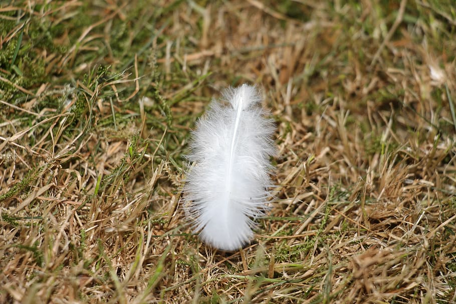 Frühling, Weiß, Vogelfeder, Vogel, Tier, Kreatur, weich, flauschige, Filigran, Feder, Natur, Zerbrechlichkeit, Tag, High Angle View, keine Leute, draußen, Nahansicht, Schönheit in der Natur, Gras, Pflanze, Land, Feld, Verletzlichkeit, Weichheit, Leicht, weiße Farbe, Fokus auf den Vordergrund, grüne Farbe, Ruhe, Löwenzahnsamen, 5K