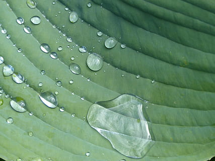 dešťová kapka, hosta, list, rostlina, zelená, zelená barva, rostlinné části, nikdo, voda, pozadí, pokles, celý rám, růst, detail, Příroda, mokré, vzor, krása v přírodě, listová žíla, svěžest, venku, den, rosa, listy, déšť, čistota, palmový list, 4K, CC0, veřejná doména, bez autorských práv