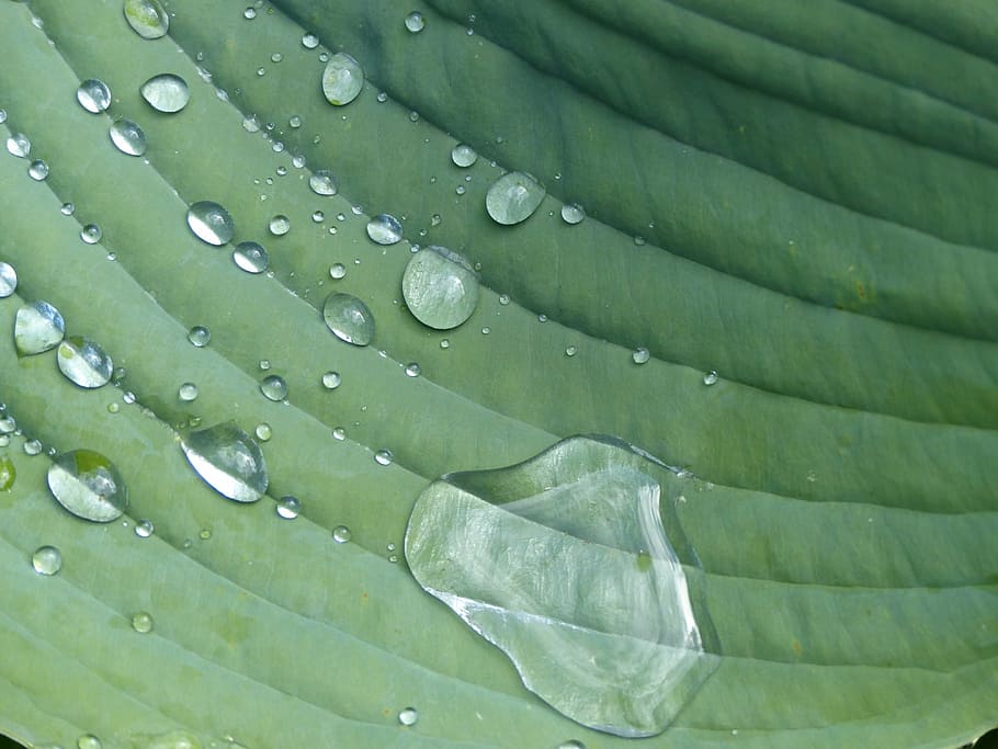 gota de pluja, hosta, full, planta, verd, color verd, part de la planta, cap gent, aigua, fons, tirar, marc complet, creixement, primer pla, naturalesa, humit, patró, bellesa a la natura, vena de la fulla, frescor, a l'aire lliure, dia, rosada, fulles, pluja, puresa, fulla de palma, 4K