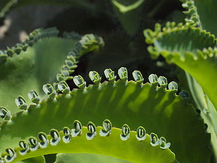 cactus, en ciernes, brote, multiplicación, color verde, de cerca, crecimiento, planta, nadie, belleza en la naturaleza, naturaleza, hoja, parte de la planta, centrarse en primer plano, enfoque selectivo, planta suculenta, al aire libre, día, animal, patrón natural, agua, fauna animal, temas de animales, 2K, CC0, dominio público, libre de derechos