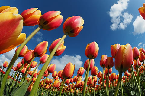 Wurm, Augenansicht, Tulpen, Feld der Tulpen, Blume, Himmel, Wolke, Tulpe, rot, Pflanze, blühende Pflanze, Frische, Schönheit in der Natur, wolke - himmel, Natur, Wachstum, Feld, Blau, Land, mehrfarbig, Umgebung, Landschaft, keine Leute, Szenen - Natur, Frühling, Blütenkopf, draußen, Blumenbeet, 4K, CC0, gemeinfrei, lizenzfrei