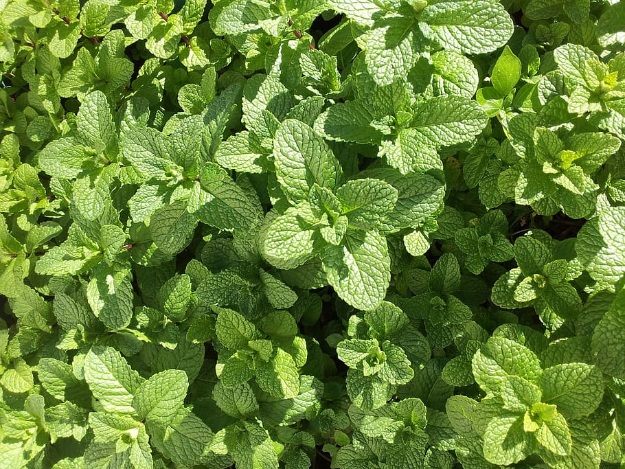 grüne Pflanze, Minze, Kraut, aromatisch, grüne Farbe, Vollbild, Blatt, Wachstum, Pflanzenteil, Hintergründe, Pflanze, Natur, Essen und Trinken, Frische, keine Leute, Lebensmittel, Tag, Minzblatt - kulinarisch, Wohlbefinden, Schönheit in der Natur, direkt darüber, High Angle View, gesundes Essen, draußen, Blätter, 2K