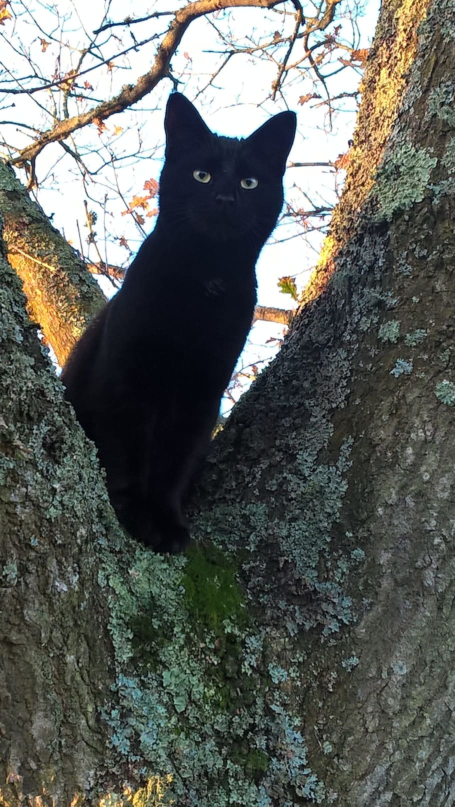 gat, pell, arbre, assegut, negre, arbre, assegut, un animal, gat domèstic, mascotes, temes d'animals, color negre, mamífer, animal, nacional, animals domèstics, vertebrats, felí, tronc de l'arbre, cap gent, vista d’angle baix, tronc, planta, dia, naturalesa, a l'aire lliure, cap d’animals, bigotis, 2K