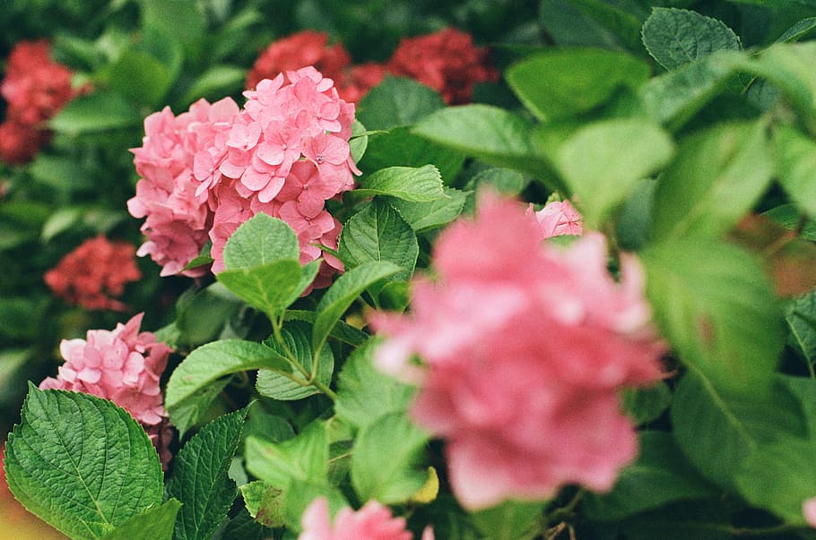 selectiu, focalitzar la fotografia, rosa, flors de conglomerat de pètals, ortensia, flor, fulles, verd, floral, full, pètal, naturalesa, jardí, planta, part de la planta, planta amb flors, bellesa a la natura, frescor, creixement, vulnerabilitat, primer pla, fragilitat, color verd, color rosa, enfocament selectiu, dia, inflorescència, cap de flor, cap gent, a l'aire lliure, primavera, lantana, 5K