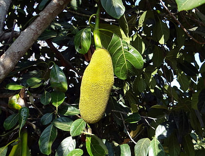 Bäume, Gelb, groß, Jackfrüchte, Früchte, Lebensmittel, essbar, Stauden, Pflanzen, Flora, Geäst, Grün, Blätter, belaubt, verlässt Hintergrund, Snacks, roh, fleischig, stärkehaltig, Ballaststoff, gesund, nahrhaft, Süss, Nachspeisen, Natur, natürlich, wachsend, Wachstum, Plantagen, Gardens, Gartenarbeit, Früchte tragen, hell, sonnig, Tag, Obst, Zitrusfrucht, Blatt, grüne Farbe, reif, Baum, Frische, Landwirtschaft, Zitrone, organisch, Pflanze, Ast, Essen und Trinken, keine Leute, Pflanzenteil, gesundes Essen, Schönheit in der Natur, Flachwinkelansicht, draußen, Obstbaum, Wohlbefinden, 2K, CC0, gemeinfrei, lizenzfrei